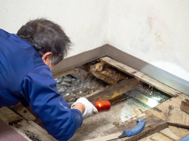 Best Residential Mold Removal  in Wentworth, NC