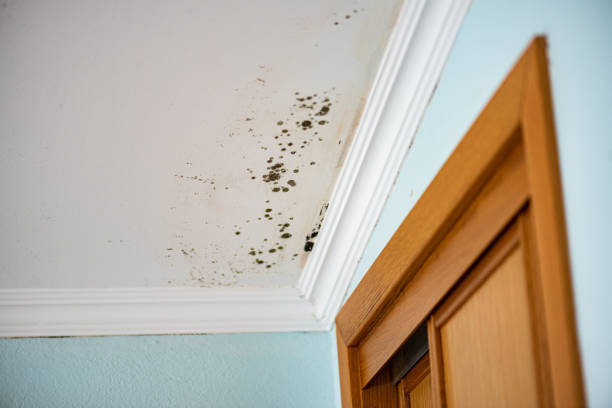 Best Affordable Mold Removal  in Wentworth, NC