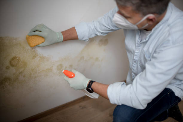 Best Mold Testing and Removal  in Wentworth, NC