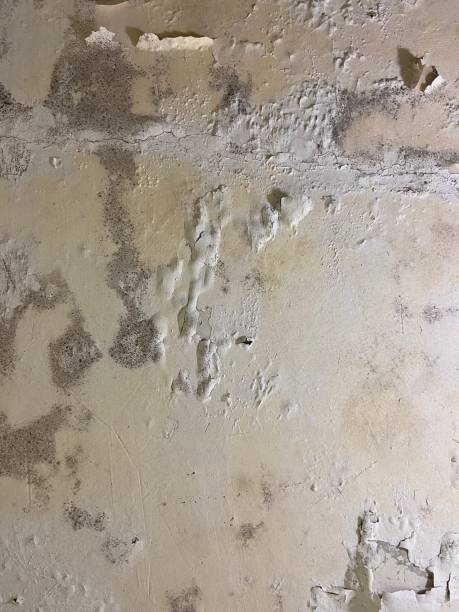 Mold Removal and Inspection in Wentworth, NC