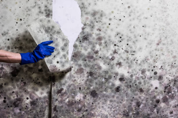 Best Same-Day Mold Removal  in Wentworth, NC