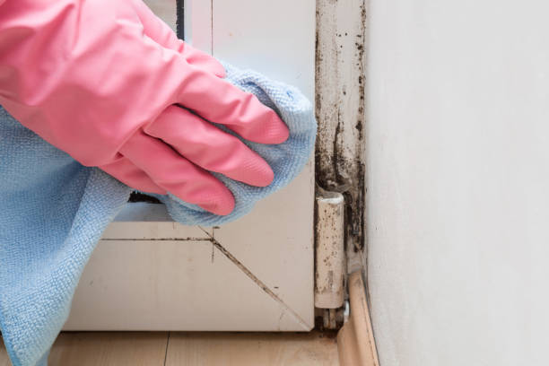 Best Emergency Mold Removal  in Wentworth, NC