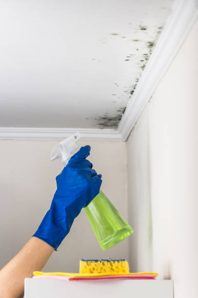 Best Home Mold Removal  in Wentworth, NC